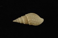 藏品(瘤蜷)的圖片